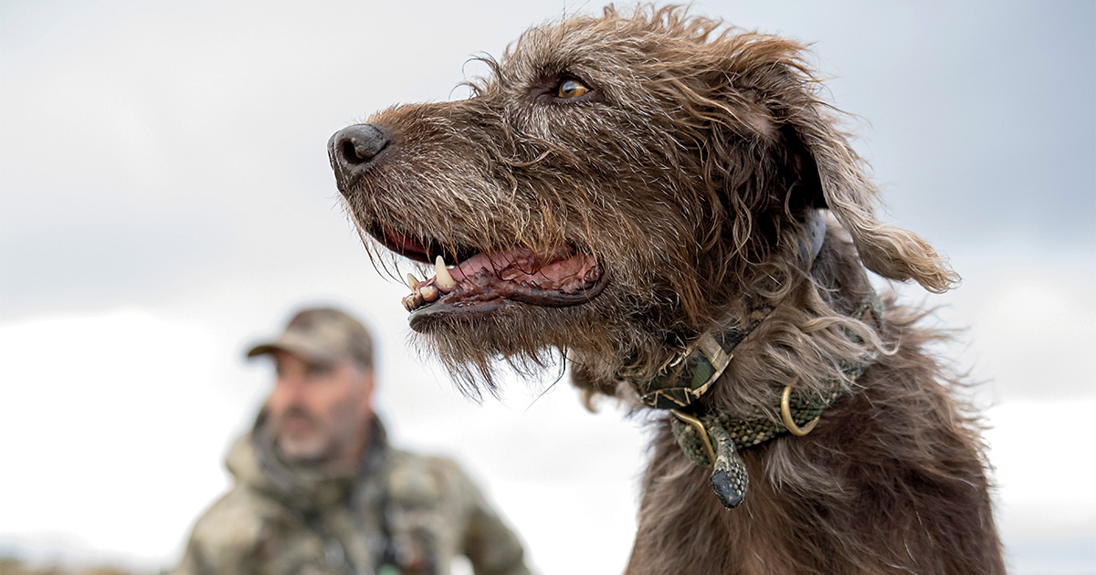 Retrievers: All-Around Gundogs